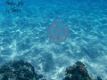 pretty and pink jelly tranquil and drifting. Off of Boynton Beach, Fl., pic taken with Olympus 8000, snorkeling in about 9ft