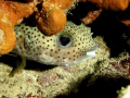 Puffer Fish shot with Olympus EPL-1.  Great dive in the Cayman Islands.