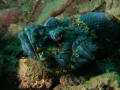 Scorpion Fish but dunno what specie. My first time to see one with this very attractive color. Taken at Mainit Dive Site, Anilao Mabini Batangas, Philippines