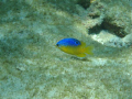 Damsel seen swimming off Boynton Beach, Fl while snorkeling the reef and rocks off the beach, 2010. Taken with Olympus 8000 in about 12ft of water