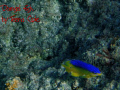 Damsel swimming on rocks off Boynton Beach, Fl. Pic taken snorkeling with Olympus 8000