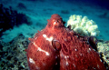 Octopus at Aqaba Bay in the Red Sea

