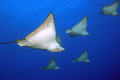 Spotted eagle rays swimming over the 