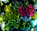 Raspberry coral &Salad coral-Red sea-EGYPT