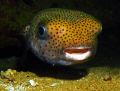 Curious Puffer Nigth Dive @ St. Thomas Virgin Island