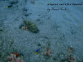 SCORPION FISH being checked out by multiple curious Damsels. Seen snorkeling off of Boynton Beach, Fl.,