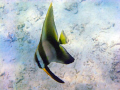 Batfish spotted whilst snorkelling off Kota Kinabalu, Sabah, Borneo. Taken in natural light using a Canon G9 in Canon housing.