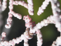 Cute Little Pygmy Sea Horse.