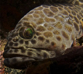 Grouper at Sail Rock