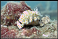 Like Father, Like Son. 2 Chormodoris Risbecia Pulchella taken at Boonsung Wreck (in background), in Khao Lak, Thailand. With G11 Manual White Balance - ISO 200 - 1/60 - f3.5