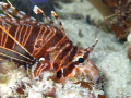 Lionfish
Canon G11 with just internal flash