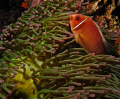 anemone fish