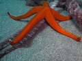 I like this one simply because everytime I look at it I get reminded of the beauty of the oceans and remember why I like diving. It was taken in only 5m depth and with my casio z85 with the internal flash on soft