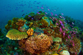 school of fish passing over the coral reef, Sogod Bay
inon z 240 tokina 10-17