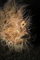 TOUSLED

Hairy Frogfish