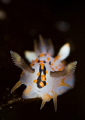 polycera quatrilineata, lovely, small animals  :)