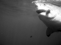 Massive female great white takes the bait at Isla Guadalupe.