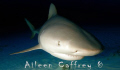 Ready for my close up Mr deMille... Bull Shark, Quintana Roo