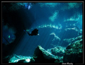 Plongée aux Cenotes...