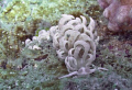 Phyllodesmium Magnum