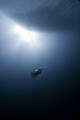 Under the boat, looking for sharks in Brothers Islands. 10-20mm