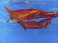 I took a very rare photo of a blanket octopus. These are nearly impossible to find as they mainly stay in the gulfstream.  This was in about 30 feet of water off Key Largo.