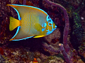 This Queen Angel fish was found off Miami Beach in about 40 feet of water. One of my favorite marine fish, the colors are striking and one of my favorites to photograph.