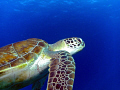 Sea Turtle.  I had a close encounter with several sea turtles at Molasses Reef in Key Largo. I used a sealife dc1000 elite for this photo.