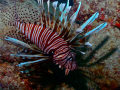 Red Volitan Lionfish invading Miami Beach!