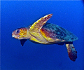 Sea Turtle at 80 feet.  We were at about 80 feet when this turtle approached us and swam along side us for a couple minutes. It seemed he was curious about us.