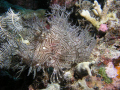 Lacy Scorpionfish:  Master of Camoflauge. 
Great Barrier Reef, Australia
