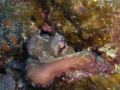 This cut little octopus was just deciding to come out of his hole as I was swimming past, he was in only 10 m of water only 20m from the exit point. Photo was taken on my casio z85 with soft internal flash in Lanzarote