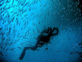 Diver inside the swirling sardines at Pescador Island, Moalboal Philippines