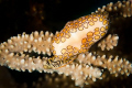 The Flamingo tongue is always an easy subject but they rarely have their full 'tail' extended. Canon 100mm macro, Aquatica 5Dmkii housing, Iklite ds161 strobes.