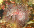 I find tube worms facinating!  I took this picture while diving Mabul, Borneo/Malaysia 2008 with a Canon A640, a Canon Housing and an Olympus Strobe.