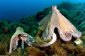 common octopuses mating
