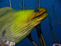 Green Moray