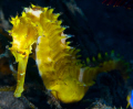 Yellow Seahorse