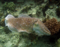 Taken while diving Mabul Borneo.  Canon A640, Canon Housing & an olympus slave strobe.