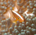 Taken on the house reef at Kapalai, Borneo Malaysia.  Canon A640, Canon Housing and an Olympus Strobe.