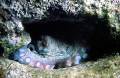 Common octopus in a cave at Crete in the Mediterranean Sea
Octopus vulgaris