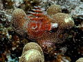 Christmas Tree worm