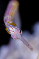 Close-up pipefish