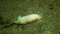 Nudibranchia