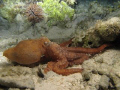 octopus on a night dive