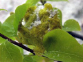 I saw a branch floating along the bottom on a sandy divesite in Mabul, on closer inspection I found a frogfish hitching a free ride!!!