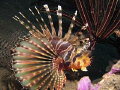 Lion fish, found on a rainy day in Amed.