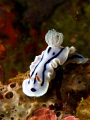 Nice nudibranch in Puerto Galera