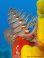 Spirograph in the Cousteau Marine Park