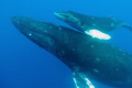 Mother and calf off Roca Partida